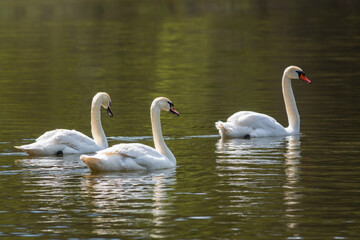 Graceful white Swans swimming in the lake, swans in the wild