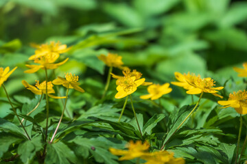 Spring yellow flowers - anemone ranunculoides, the yellow anemone, yellow wood anemone or buttercup anemone
