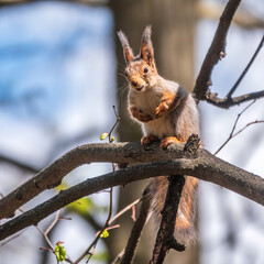 The squirrel sits on a branches in the spring or summer.