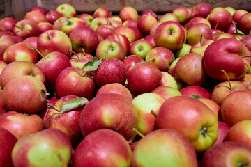 Lots of red apples. Full frame shot of red apples. Fresh red apples from the market.