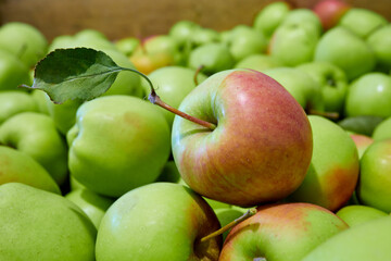 Lots of green apples. Full frame shot of red apples. Fresh red apples from the market. 