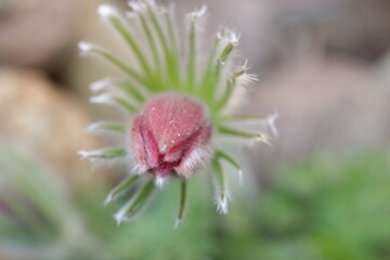 sasanka zwyczajna Anemone pulsatilla 