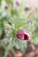 Obraz premium sasanka zwyczajna Anemone pulsatilla 