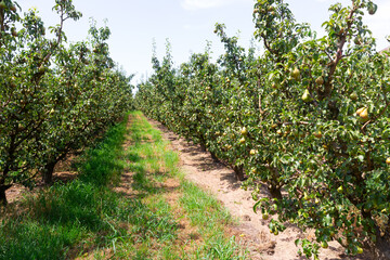 Fototapeta na wymiar Pear trees in fruit orchard at sunny summer day, harvest season