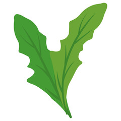 Arurgula, Ruccola, natural healthy organic nutrition product. Vector doodle cartoon flat trendy illustration hand drawn isolated