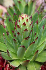 Fototapeta premium Sempervivum tectorum rojnik murowy