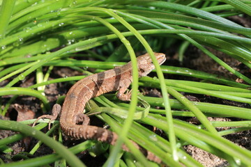 Jaszczurka Zootoca vivipara lizard