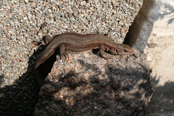 Jaszczurka Zootoca vivipara lizard