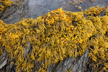 Rockweed seaweed or bladderwrack, fucus vesiculosus, on rocks at Trefor beach on the North Wales coast.