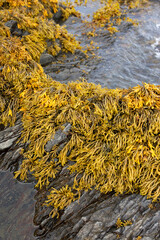 Rockweed seaweed or bladderwrack, fucus vesiculosus, on rocks at Trefor beach on the North Wales coast.
