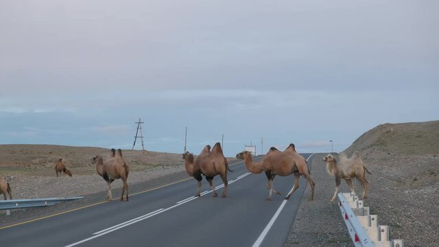 Camels cross the road in the wrong place.