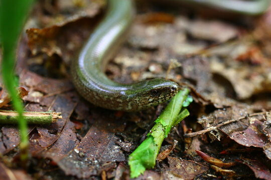 Padalec zwyczajny Anguis fragilis