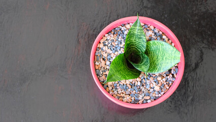 Top view of a Bird's Nest Snake Plant, Sansevieria Hahnii, in a cute pink pot with colorful pebbles. With copy space on the left.