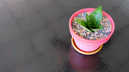 A Bird's Nest Snake Plant, Sansevieria Hahnii, in a cute pink pot with colorful pebbles. With copy space on the left.