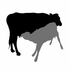 Calf suckling milk, silhouette vector