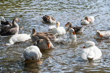 group of domestic white farm geese swim and splash water drops in dirty muddy water, enjoy first warm sun rays, peace and tranquillity of nature