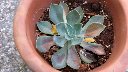 Top view of a potted succulent plant, with leaves being sun burnt and some parts turning brown.