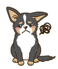 不満があるチワワ（トライカラー）