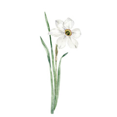 Watercolor white narcissus