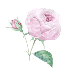 Fototapeta premium Watercolor vintage rose