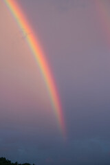 Fototapeta premium A rainbow against a blue-pink sky. Evening after the rain.
