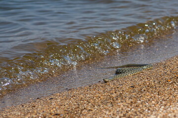 Natrix tessellata water snake on the beach