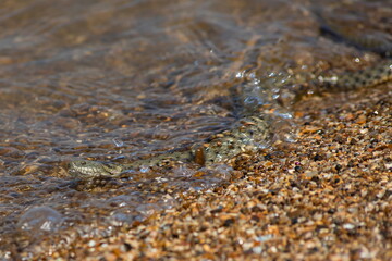 Natrix tessellata water snake on the beach