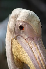 The Great white pelican - Pelecanus onocrotalus - also known as the Eastern white pelican. Bird scene. Beauty in nature