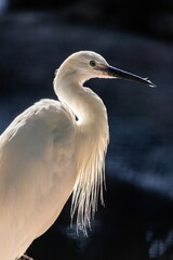 great egret or ardea alba perched on branch with natural green background