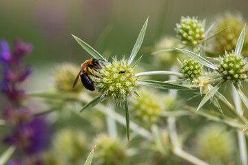 Bee on flowers of eryngium. Bee pollinates a flower in the garden
