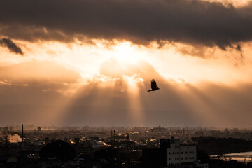 夕焼けと鳥 Sunset and birds