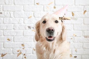 Cute dog in party hat and with falling confetti on white brick background - obrazy, fototapety, plakaty