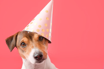 Adorable dog in party hat on color background