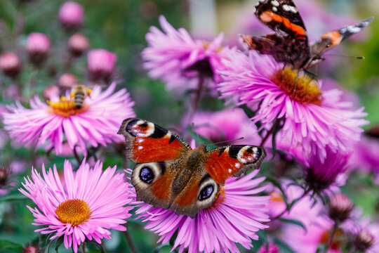 Graceful butterfly peacock eye sits on a pink aster
