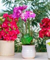 Flowers in the pot at home