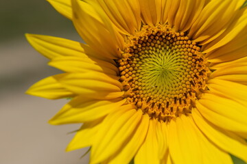 Obraz premium the middle of the inflorescence of yellow sunflowers in the field, growing food, sunflower field during flowering and pollination