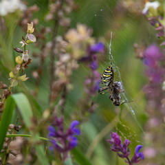 Wild predatory wasp spider, Argiope bruennichi, with striking yellow and black stripes on abdomen, catch prey in its trap web and paralyse and wrap it