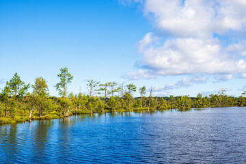 Forest lake on a bog landscape