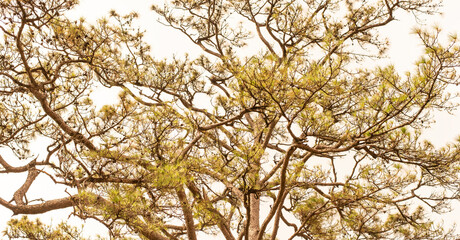 Branch in the season change according to things. natural environment