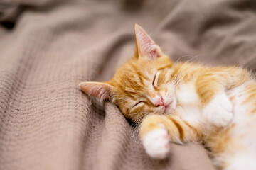 Cute ginger cat lying in bed. Fluffy pet is gazing curiously. Stray kitten sleep on bed