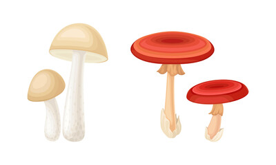 Ediblea and poisonous mushrooms species set vector illustration on white background