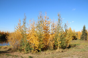 Fototapeta premium Octobers Trees, Pylypow Wetlands, Edmonton, Alberta