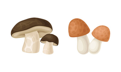 Edible mushrooms species set. Cep and boletus mushroom vector illustration