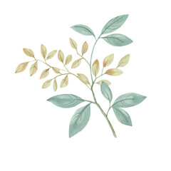 Watercolor illustration of a branch with leaves isolated on a white background. leaves on a branch painted by watercolor. Green leaves
