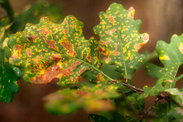 Gałązka dębowa z jesiennymi liśćmi  na tle ściółki leśnej.