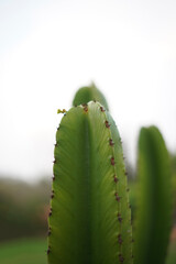 beautiful close up of cactus