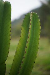 beautiful close up of cactus