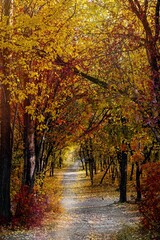 Beautiful natural landscape, vertical photography autumn forest