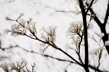 beautiful white flowers blossom in spring