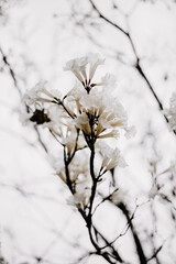 beautiful white flowers blossom in spring